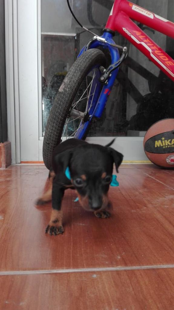 Vendo Cachorros Doberman Pinscher