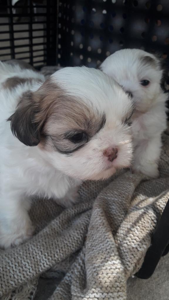 Vendo Chitzu Mini