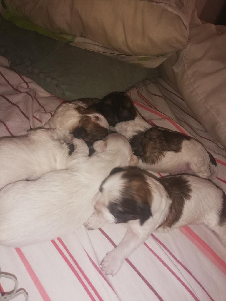 Vendo Lindos Cachorros Shitzu