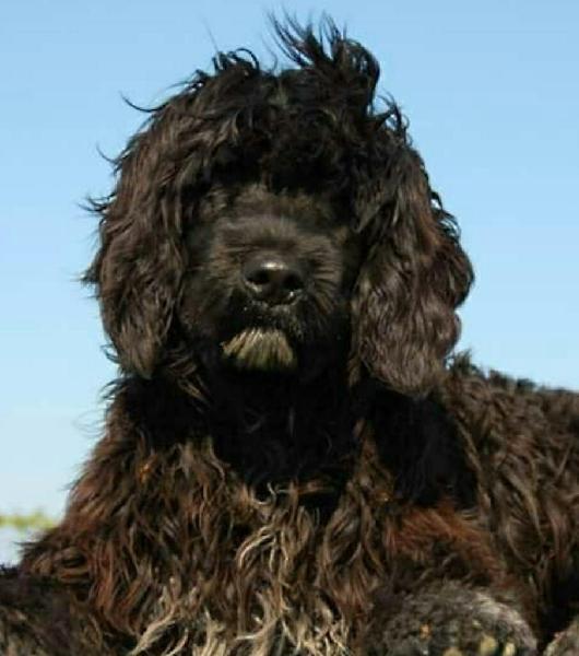 Perro de Agua Portugues