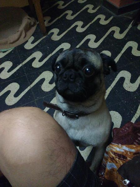 Servicio Monta Raza Pug