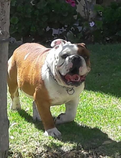 Servicio de Monta Bulldog Ingles C/s Ped