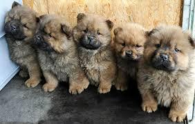 CHOW CHOW COLOR DORADO MACHO HENBRA BELLOS A SOL 700 SOLES