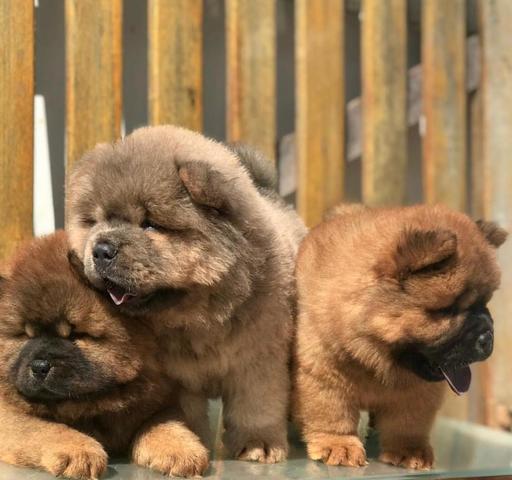 CHOW CHOW LENGUA MORADO MACHO HENBRA A SOLO 700 SOLES