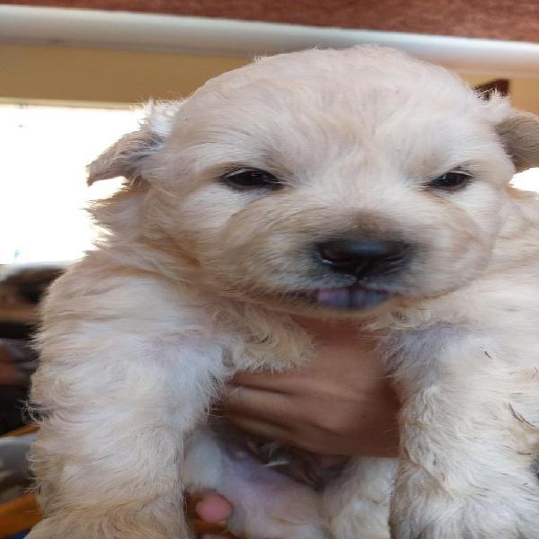 Se Venden Cachorros Chow Chow