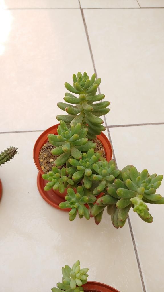 Plantas Suculentas Y Cactus