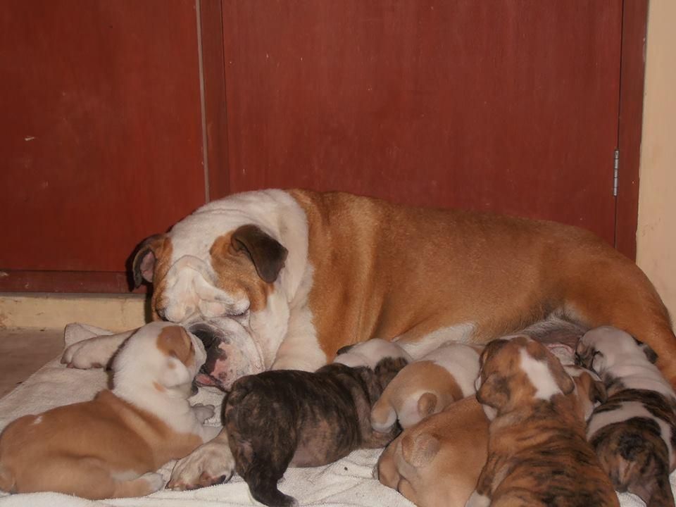 Bellos Bulldog ingles