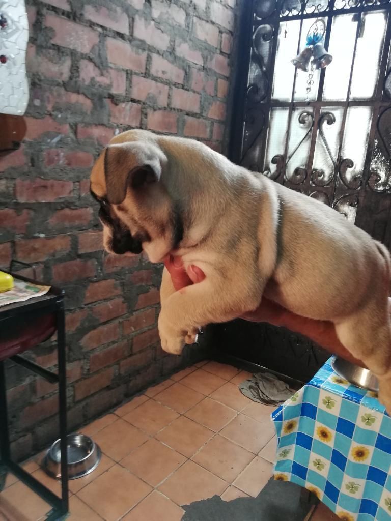 Bulldog Inglés Ocasion
