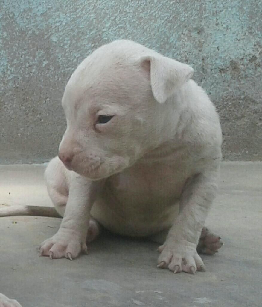 Cachorras Disponibles