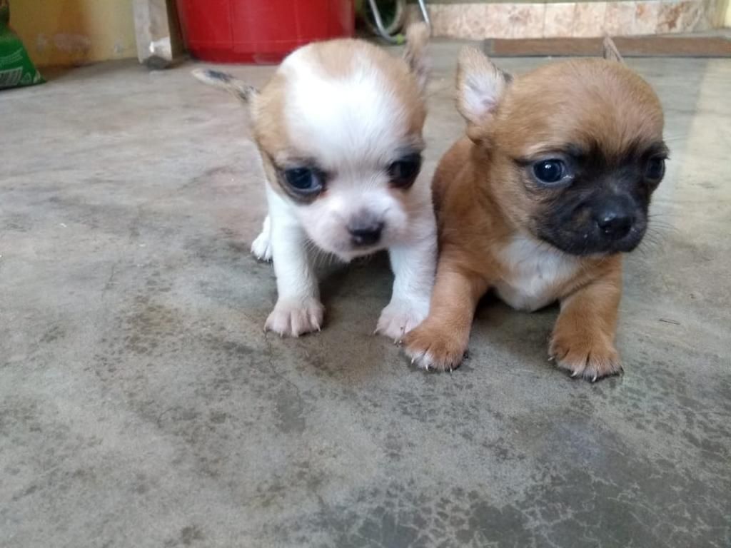 Cachorritos Chihuahua Toy