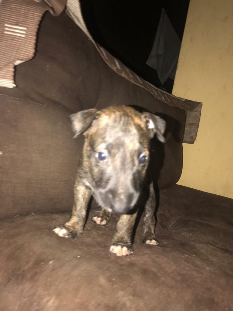 Cachorros Bull Terrier