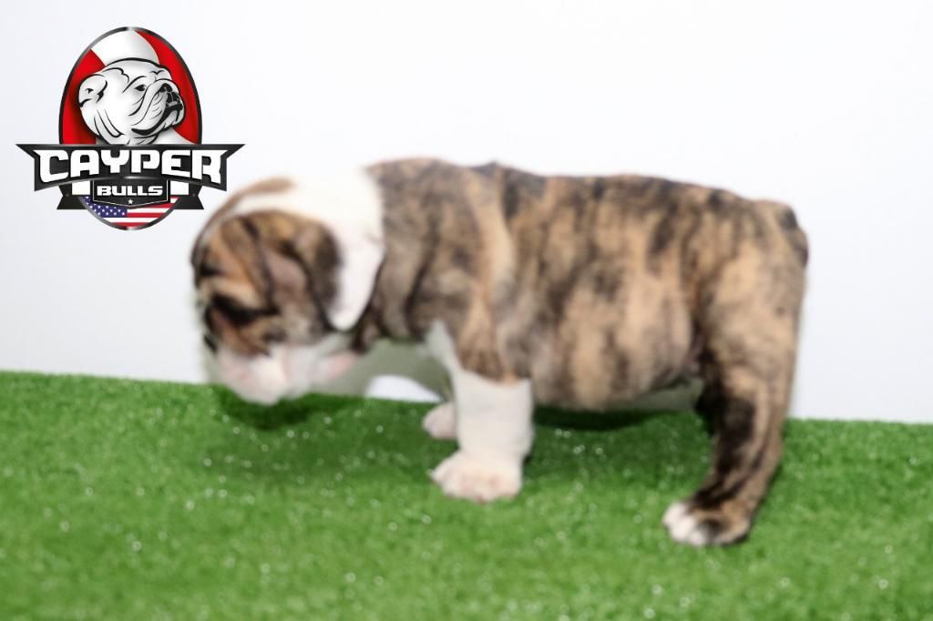 Cachorros Bulldog Inglés