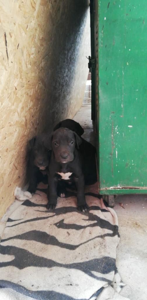 Cachorros Gran Danes en Venta