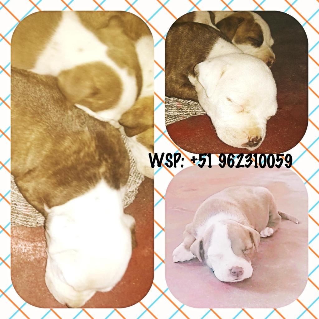 Cachorros Pitbull de 1 mes y medio