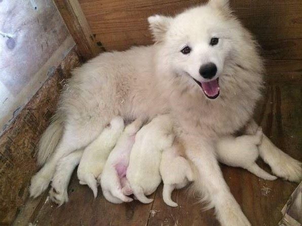 Cachorros Samoyedos