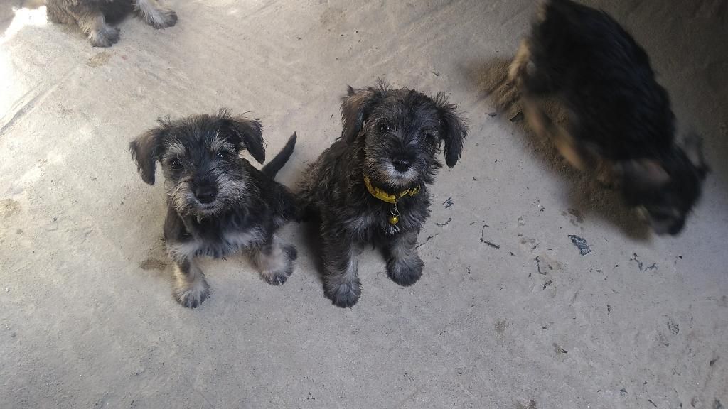 Cachorros Schnauzer...