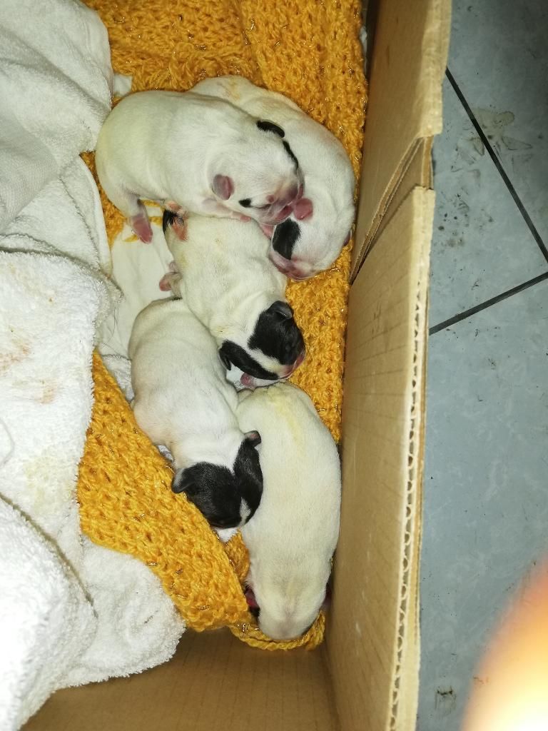 Cachorros Variedad Razas