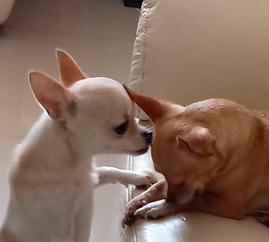 Chihuahua Ofrece Servicio de Monta