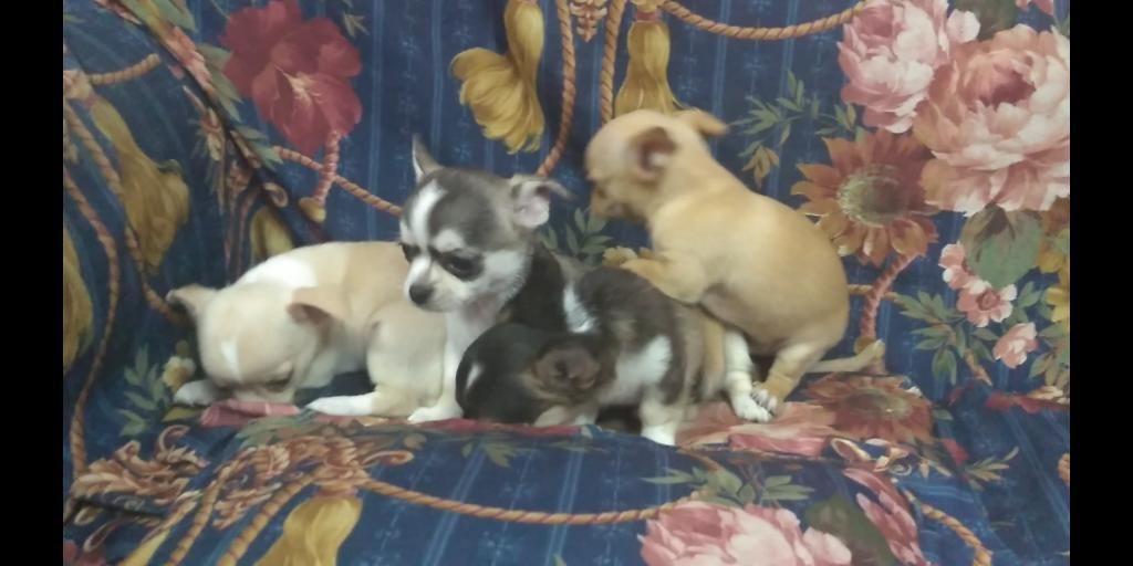 Chihuahuas Cachorros