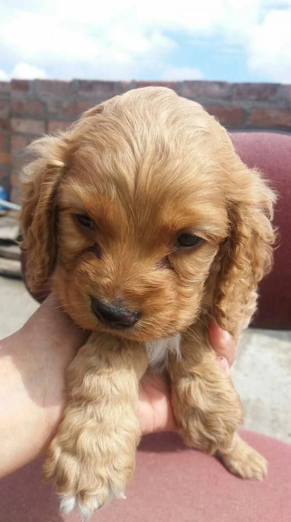 Cockert spaniel