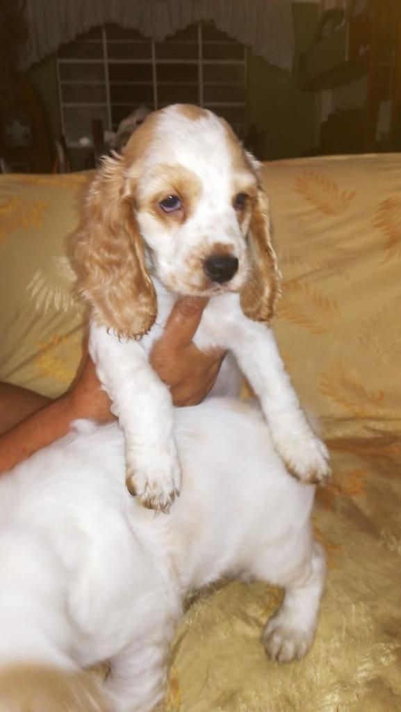 Coocker Spaniel Inglés