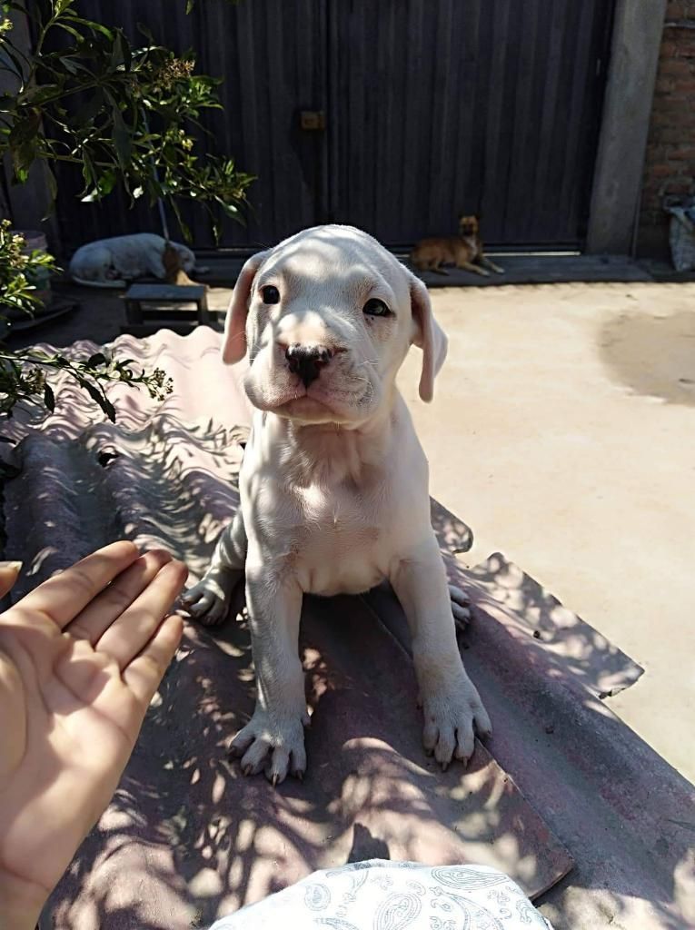 Dogo Argentino