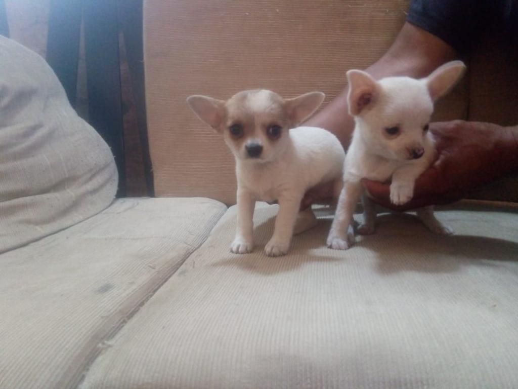 Ejemplares Cachorros Chihuahua Mini Toy