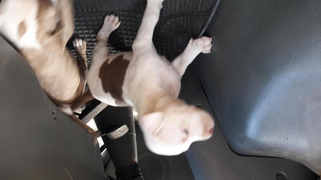 En venta Cachorros Pitbull.