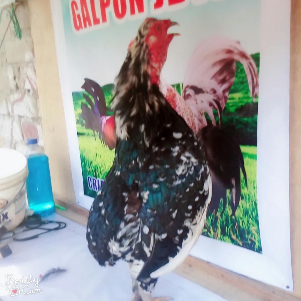 Gallo