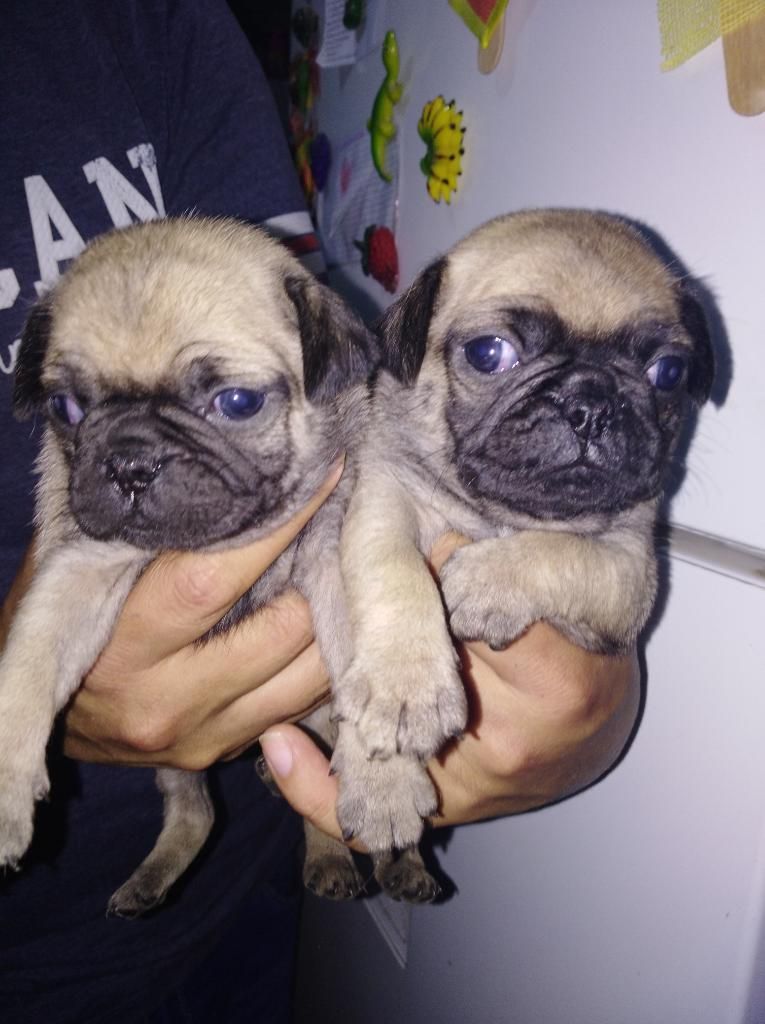 Hermosos Cachorritos Pug Vacunado......