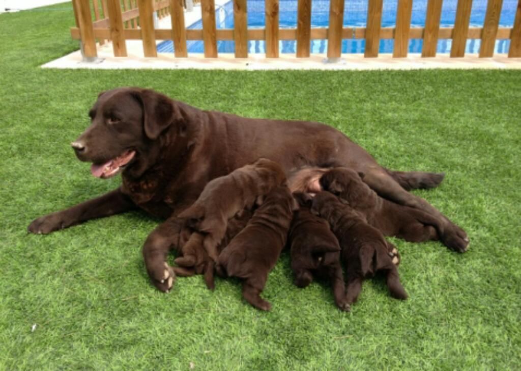 Labradores Chocolates Lindoos