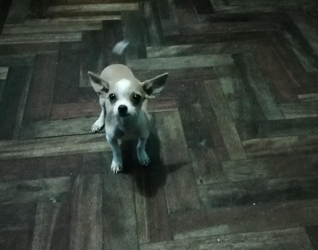 Lindo Chihuahua