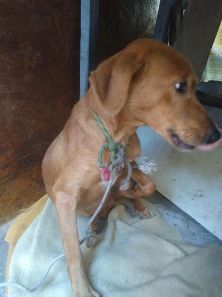 Perritos Cariñosos Juguetones en Adopcio