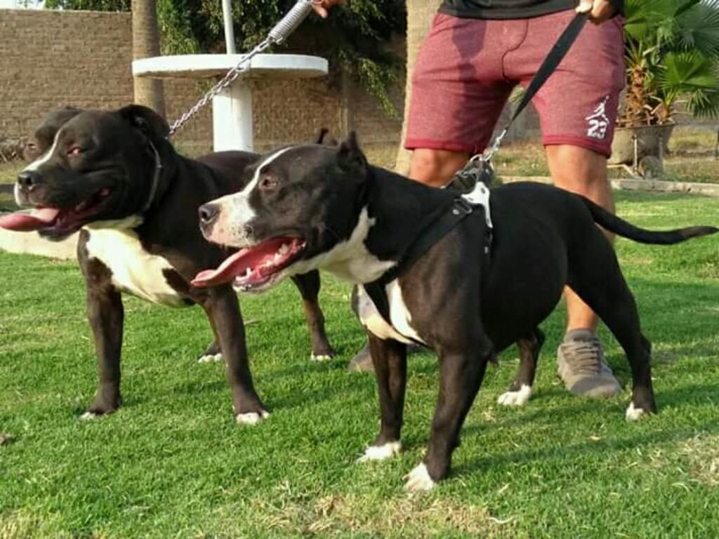 Pitbull Fusión X Fusión