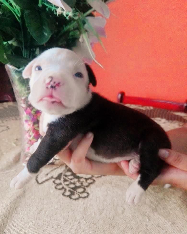 PiuraCachorros FusionPitbullBully Venta