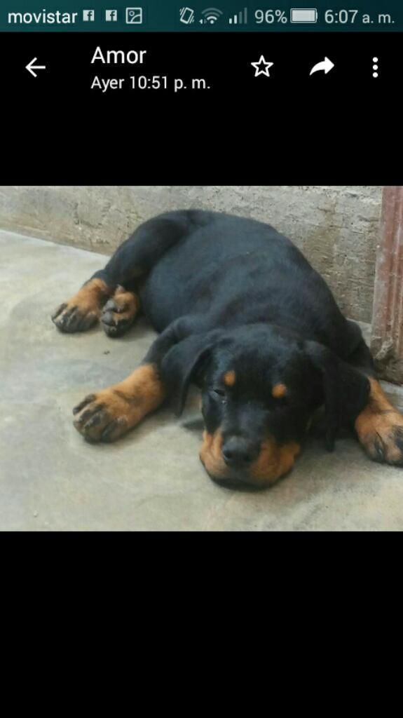 Rottweiler Cachorrp