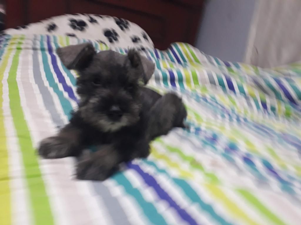 Schnauzer 17 Abril