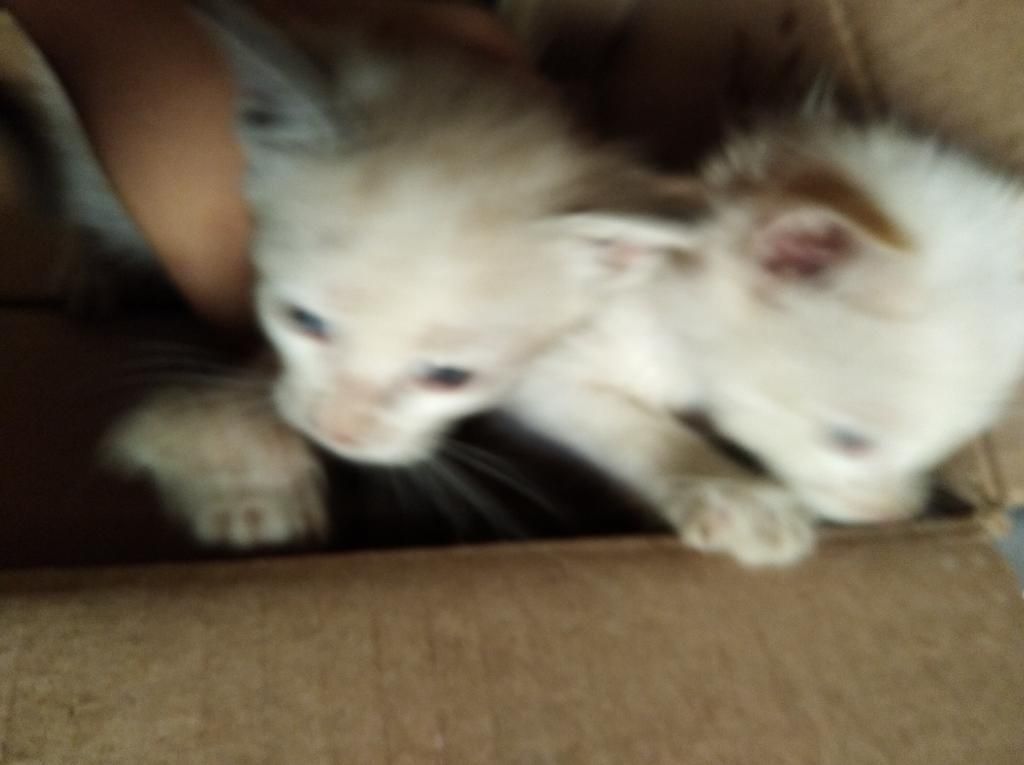 Se Adoptan Gatos