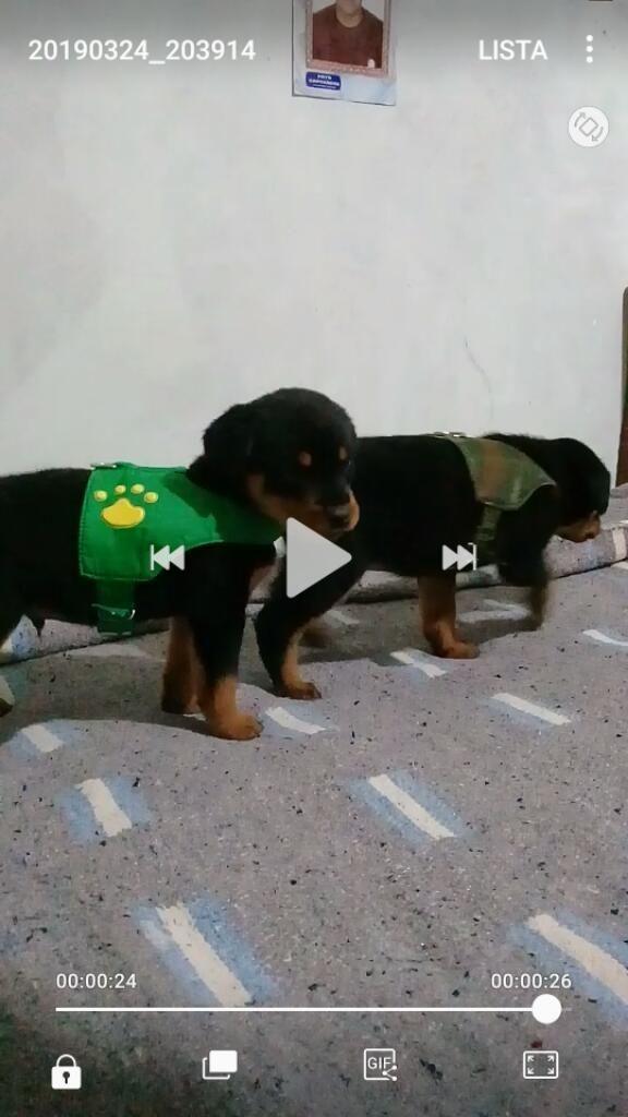 Se Vende Cachorrito Rottweiler D 2 Meses