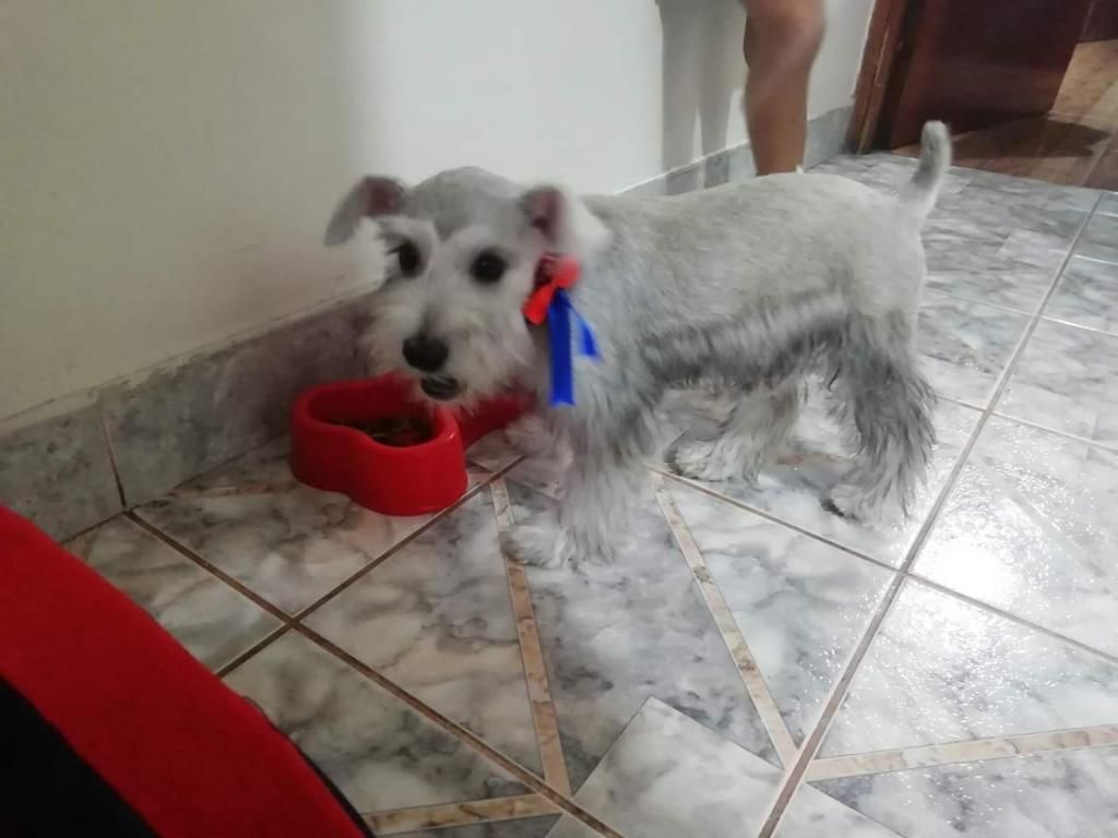Shnauzer en Venta
