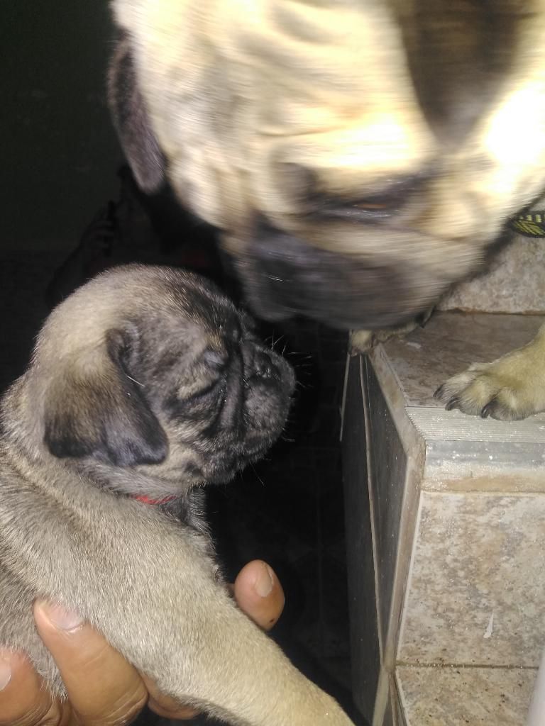 Vendo Autentico Cachorro Pug Carlino