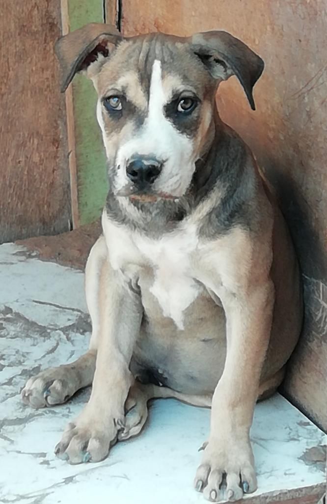 Vendo Cachorro Pitbull