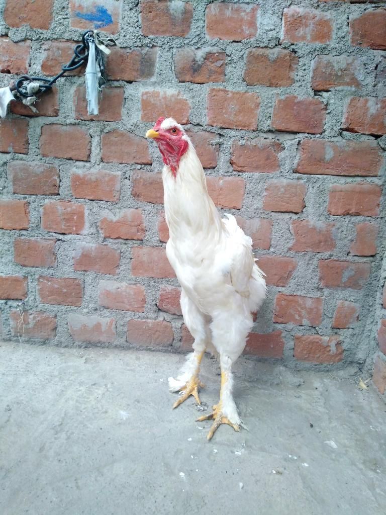 Vendo Gallo Criollo