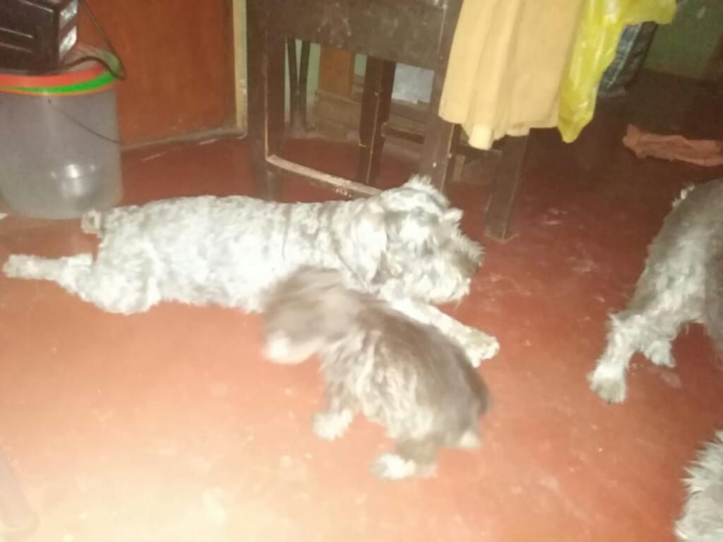 Vendo Schnauzer 200