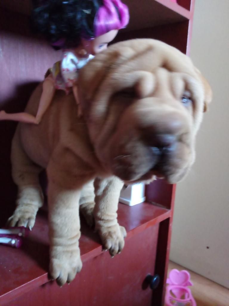 Vendo Sharpei