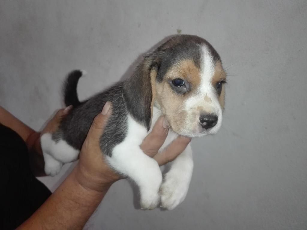cachorros beagle