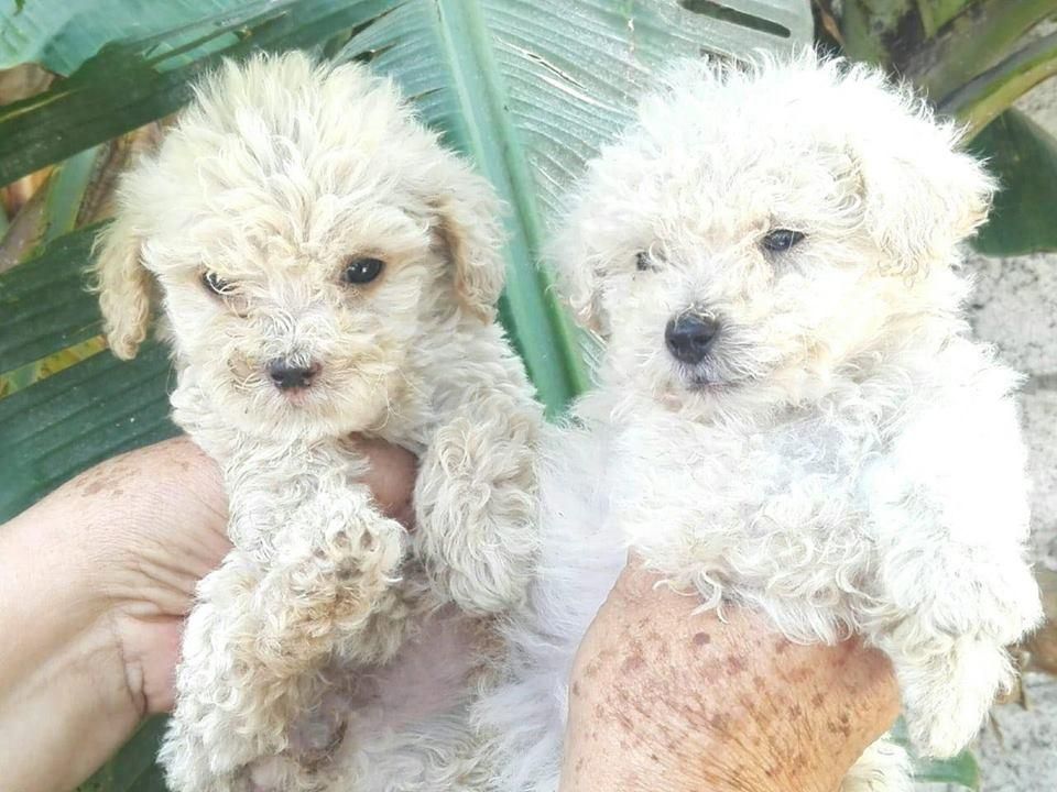 poodle toys venta pekes