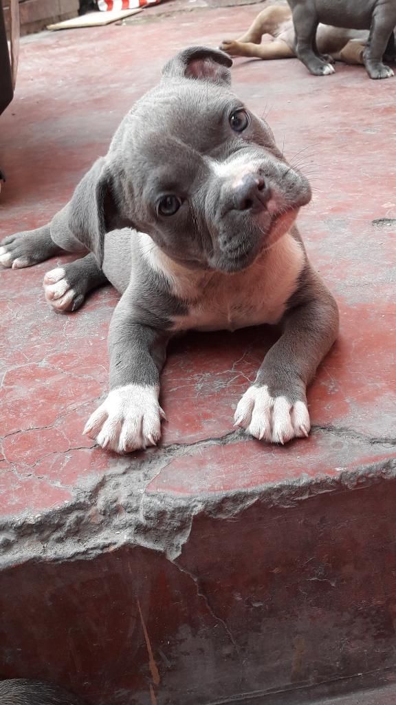 American Bully