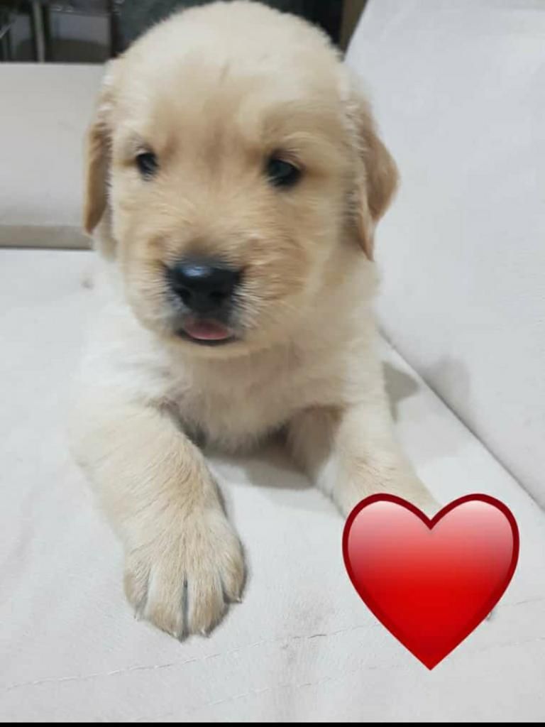 Cachorritos Golden Retriever