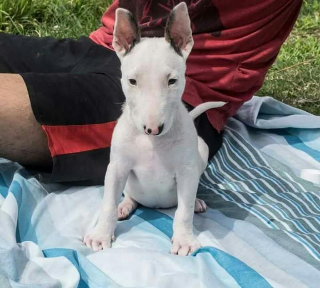 Cachorros Bull Terrier